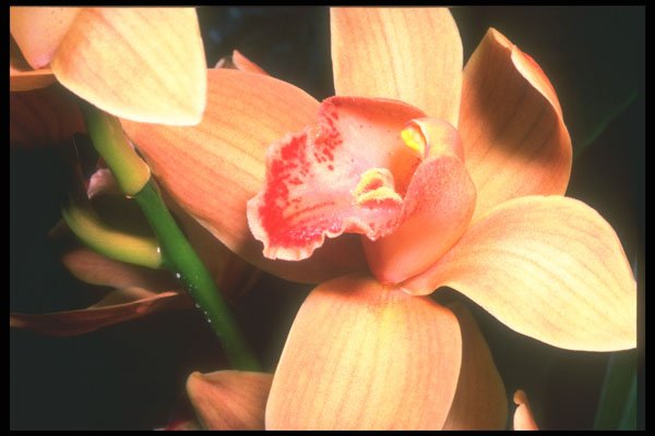 221095 Peach Orchid A4 Photo Print