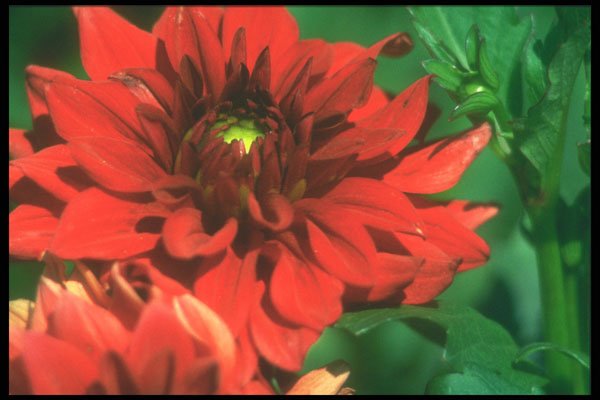 221096 Rich Red A4 Photo Print
