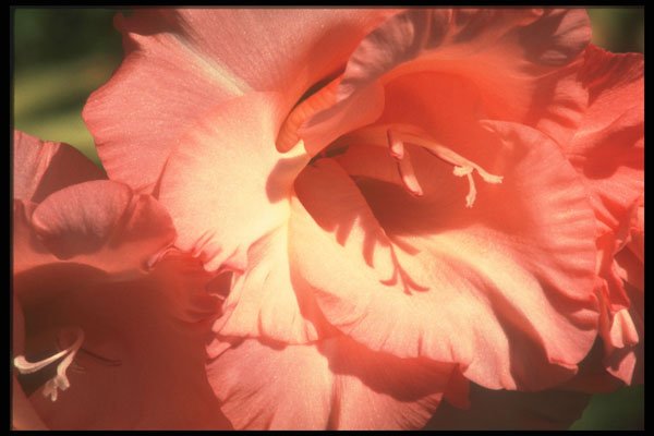 221097 Sunlit A4 Photo Print