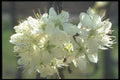 221098 Cherry, Cherry Blossom A4 Photo Print