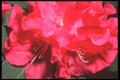 221099 Corsage A4 Photo Print