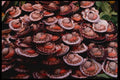 223079 Shellfish For Sale In The Sunday Market In Neuilly, Paris A4 Photo Print