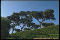 224016 Borghese Gardens, Rome A4 Photo Print