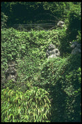 224050 Villa Carlotta, Lac Como A4 Photo Print