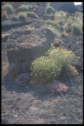 227031 Spring Flowers, Island Of Santorini A4 Photo Print