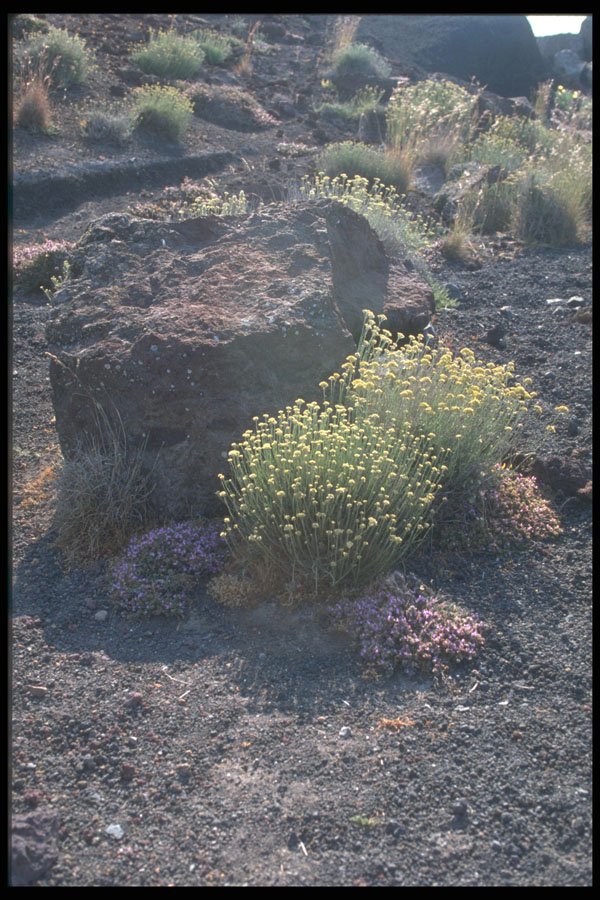 227031 Spring Flowers, Island Of Santorini A4 Photo Print
