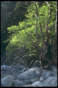 227050 Samarian Gorge, Island Of Crete A4 Photo Print