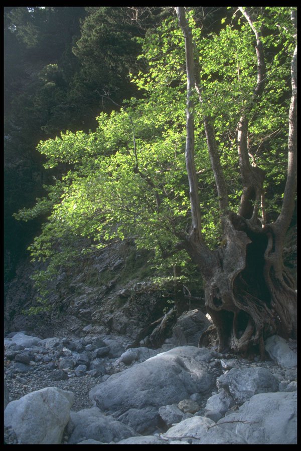 227050 Samarian Gorge, Island Of Crete A4 Photo Print