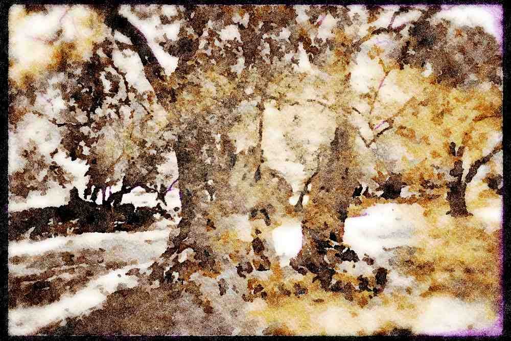 227075 Olive Tree, Island Of Crete A4 Limited Edition Watercolour Print