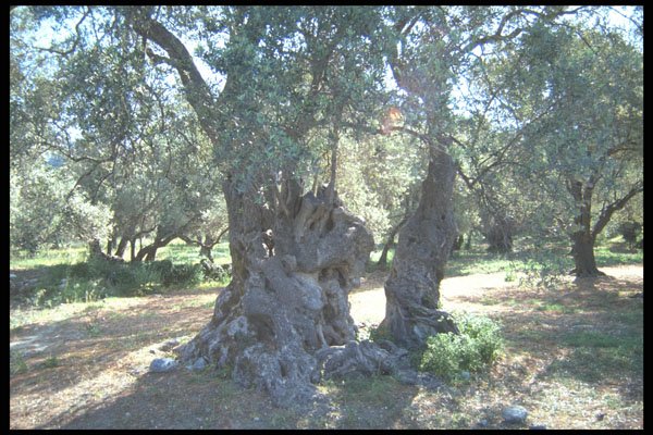 227075 Olive Tree, Island Of Crete A4 Photo Print