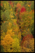 228002 Fall Colors, Acadia National Park A4 Photo Print
