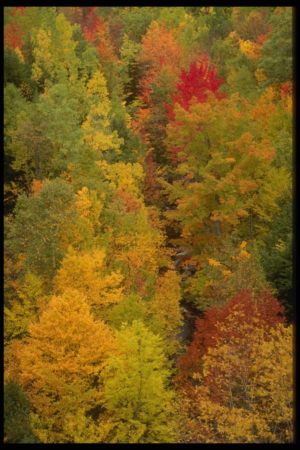 228002 Fall Colors, Acadia National Park A4 Photo Print