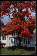 228015 Colourful Tree Against White Clapboard House A4 Photo Print