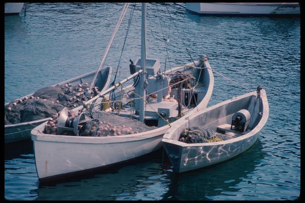228031 Three Fishing Boats, New Harbor A4 Photo Print