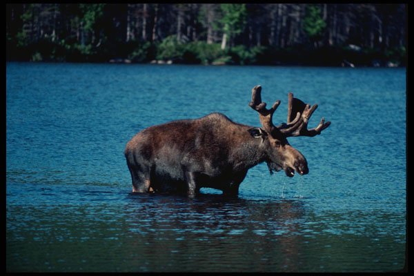 228039 Bull Moose Wading In Water At Sandy Stream Pond A4 Photo Print