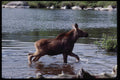 228042 Moose Calf Leaving Water, Baxter State Park A4 Photo Print