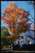 228045 Church With Fall Leaves, Jefferson A4 Photo Print