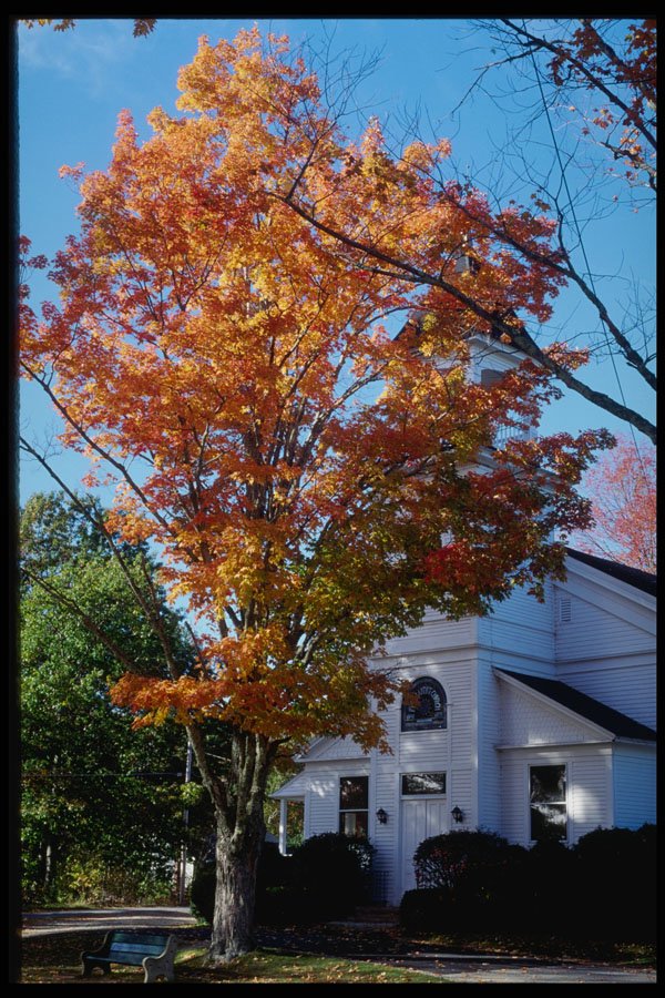 228045 Church With Fall Leaves, Jefferson A4 Photo Print