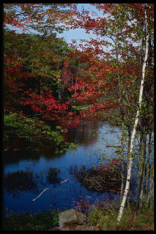 228046 White Birch In Fall Colors, Damariscotta A4 Photo Print