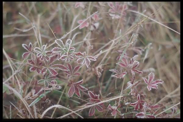 228048 Ground Frost A4 Photo Print