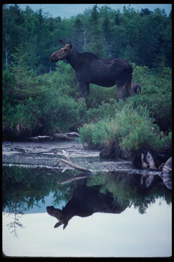 228051 Cow Moose Reflected In The Water At Russel Pond A4 Photo Print