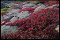 228053 Fall Colors Of Ground Cover, Cadillac Mt. A4 Photo Print
