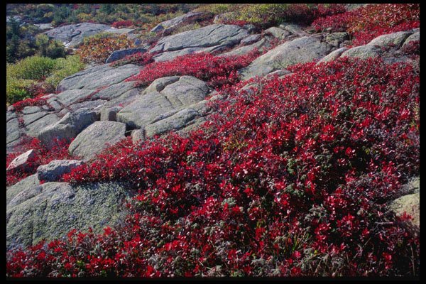 228053 Fall Colors Of Ground Cover, Cadillac Mt. A4 Photo Print