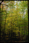 228055 Slender Green And Yellow Trees A4 Photo Print
