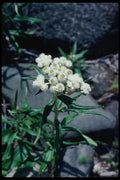 228058 Close up Of Wild Flower, Baxter State Park A4 Photo Print