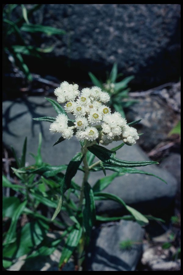 228058 Close up Of Wild Flower, Baxter State Park A4 Photo Print