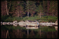 228061 Fir And Birches On A White Shore A4 Photo Print