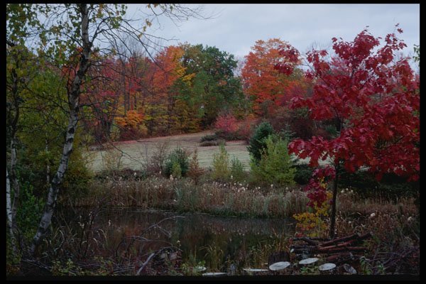 228062 A Field Of Fall Colors, New Gloucester A4 Photo Print