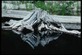 228064 Weathered Tree Base Reflected In Deep Pond A4 Photo Print