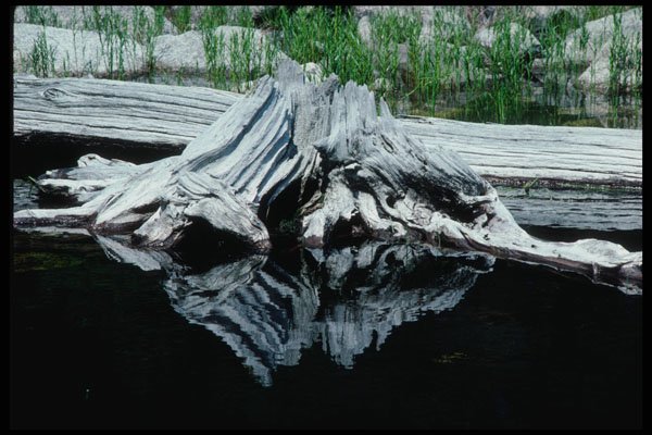 228064 Weathered Tree Base Reflected In Deep Pond A4 Photo Print