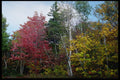 228071 Fall Colors, Acadia National Park A4 Photo Print