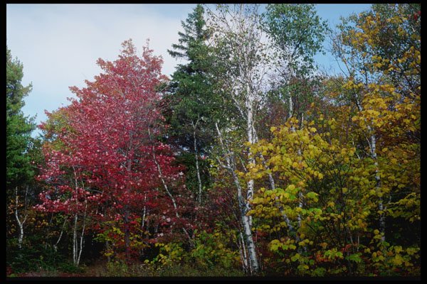 228071 Fall Colors, Acadia National Park A4 Photo Print