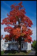 228072 Red Tree Towering Over Porch, Damiscotta A4 Photo Print