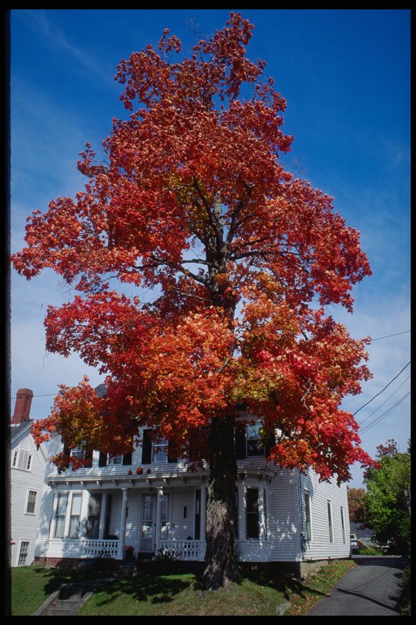 228072 Red Tree Towering Over Porch, Damiscotta A4 Photo Print