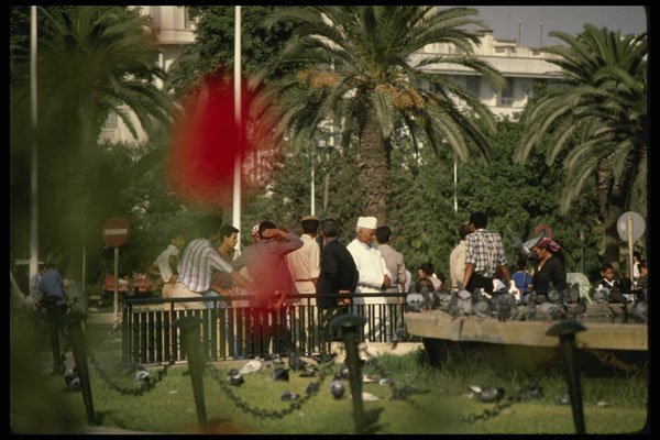 229018 Park Along Palm lined Boulevard Moulay Youssef A4 Photo Print