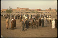 229070 Weekly Livestock Auction, Marrakesh A4 Photo Print