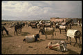 229096 Donkeys Rest At Village Market, Ourika Valley A4 Photo Print