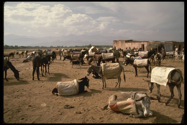 229096 Donkeys Rest At Village Market, Ourika Valley A4 Photo Print