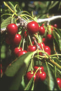 230005 Cherries, Okanogan Valley, British Columbia A4 Photo Print