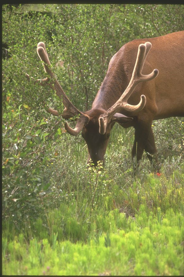 230014 Elk By The Road Side, Jasper Park, Alberta A4 Photo Print