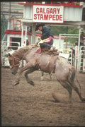 230022 Saddle Bronc Riding, Calgary Stampede, Alberta A4 Photo Print