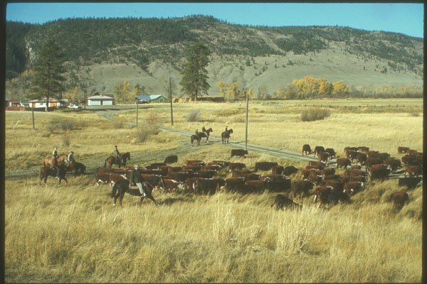 230024 Cowboys And Beef Cattle, Alberta A4 Photo Print
