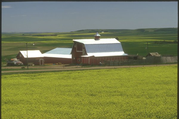 230025 Farm And Rapeseed Fields, Alberta A4 Photo Print