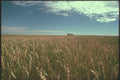 230034 Wheat Field, Saskatchewan A4 Photo Print