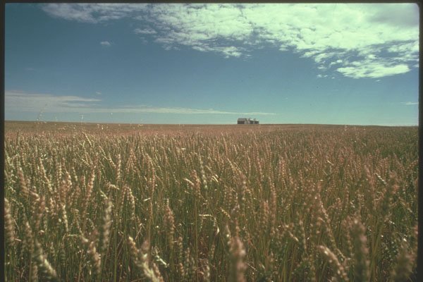 230034 Wheat Field, Saskatchewan A4 Photo Print