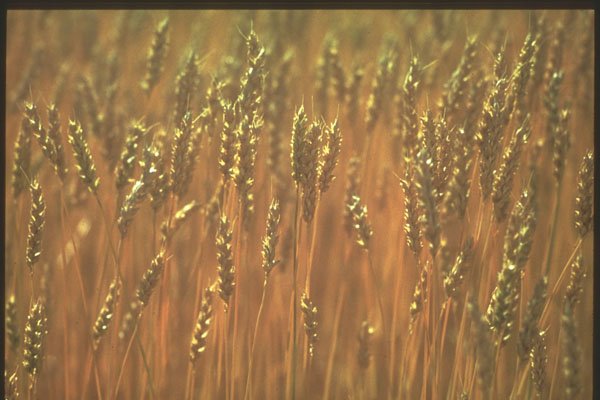 230036 Wheat Field Near Weyburn, Saskatchewan A4 Photo Print